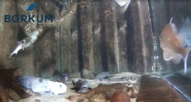 Nordsee Borkum Aquarium Webcam Live