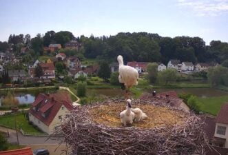 Röttenbach Storchen Webcam Live