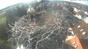 Storchennest Wasser Webcam Live